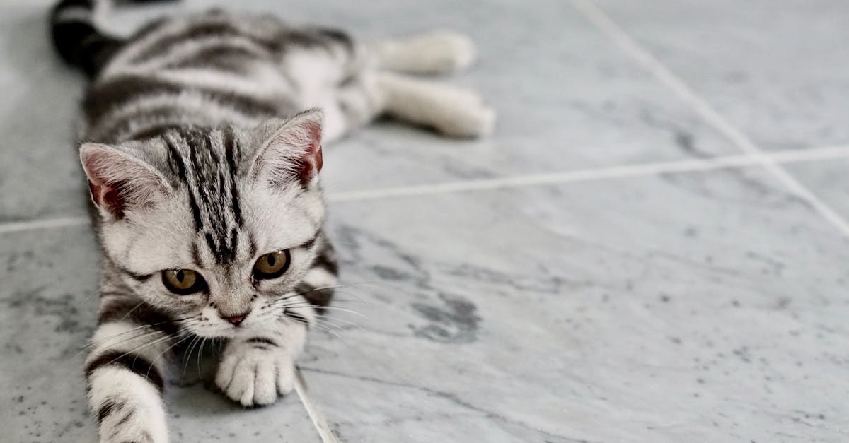 Yavru-kedi-tüy-dökümü-321.jpeg
