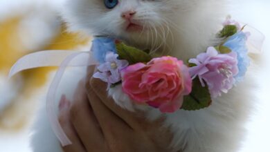 Yavru kedi tüy dökümü hakkında bir görsel