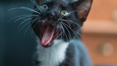 Yavru kedi veteriner kontrolü hakkında bir görsel