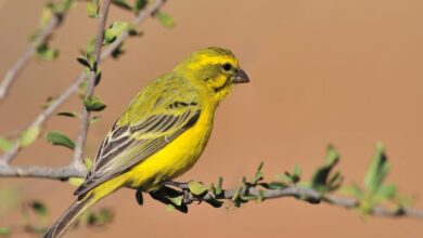 Zebra İspinozu hakkında bir görsel
