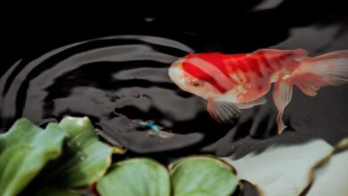 akvaryum balık çeşitleri hakkında bir görsel