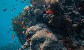 akvaryum balık hastalıkları hakkında bir görsel