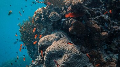 akvaryum balıkları depremi hisseder mi hakkında bir görsel