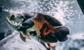 akvaryum balıkları neden dibe çöker hakkında bir görsel