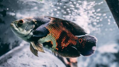 akvaryum balıkları neden dibe çöker hakkında bir görsel