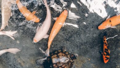 et yiyen akvaryum balıkları hakkında bir görsel