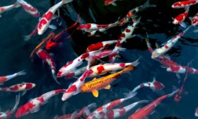 japon balığı beslemenin püf noktaları hakkında bir görsel