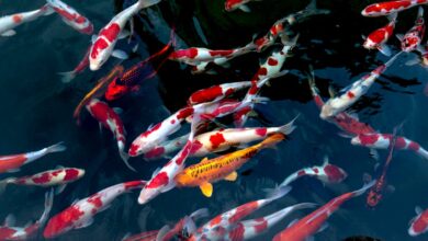 japon balığı beslemenin püf noktaları hakkında bir görsel