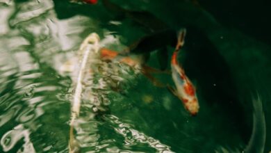 japon balığı ile yaşayan balıklar hakkında bir görsel