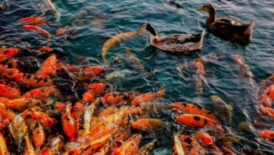 japon balığı kaç yıl yaşar hakkında bir görsel