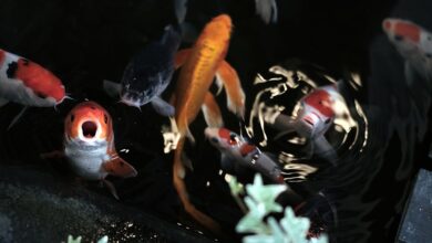 japon balıkları ne yer hakkında bir görsel