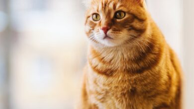 kediler 2 gün arayla doğurur mu hakkında bir görsel