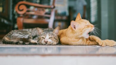 kediler ne yememeli hakkında bir görsel