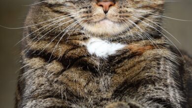 kedilerin hamileliği ne kadar sürer hakkında bir görsel