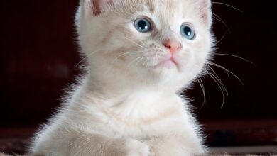 kediye haşlanmış balık verilir mi hakkında bir görsel