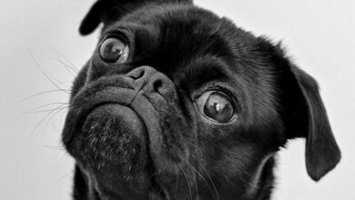 köpeğim ağlıyor gibi ses çıkarıyor hakkında bir görsel