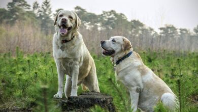 köpeğim bana hırlıyor ne yapmalıyım hakkında bir görsel