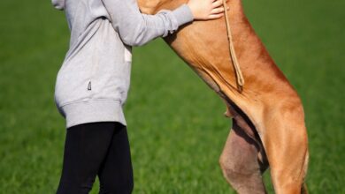 köpeğimde fıtık var hakkında bir görsel