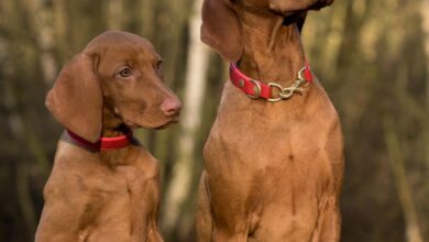 köpekler ıspanak yer mi hakkında bir görsel