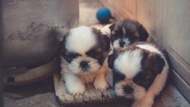 köpekler uykuda neden titrer hakkında bir görsel