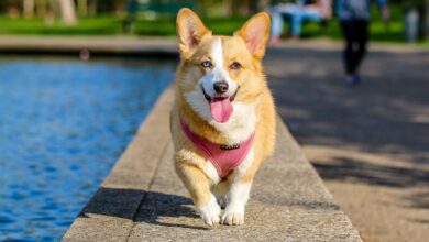 köpeklerde epilepsi neden olur hakkında bir görsel