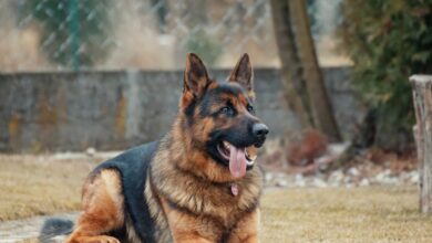 köpeklerde pankreas hastalıkları hakkında bir görsel