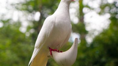 muhabbet kuşu konuşturma kelimeleri hakkında bir görsel