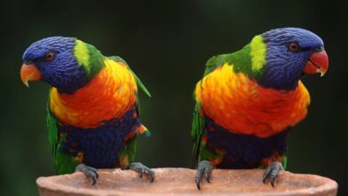 muhabbet kuşu neden kaşınır hakkında bir görsel