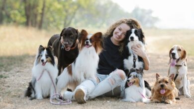 papillon köpek safkan olduğu nasıl anlaşılır hakkında bir görsel