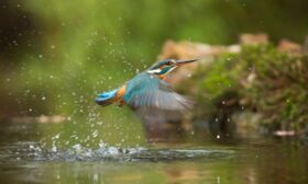sarı muhabbet kuşu isimleri hakkında bir görsel