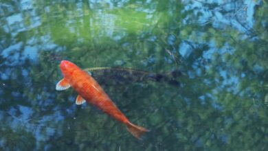 süs balık isimleri hakkında bir görsel