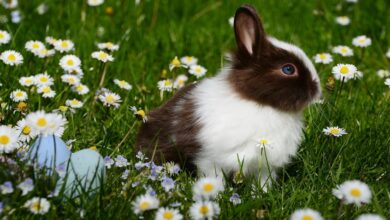yavru tavşan isimleri hakkında bir görsel