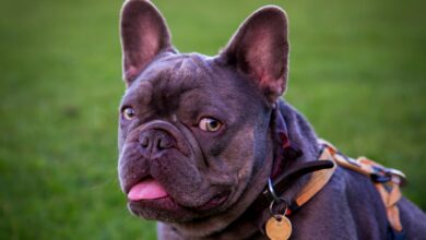 French Bulldog Kuyruk Yapısı