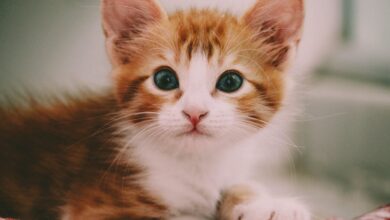 Kedilerin Oyun Oynamaya Olan İlgi ve Davranışları