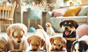 En İyi Yavru Köpek Mamaları Listesi