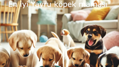 En İyi Yavru Köpek Mamaları Listesi