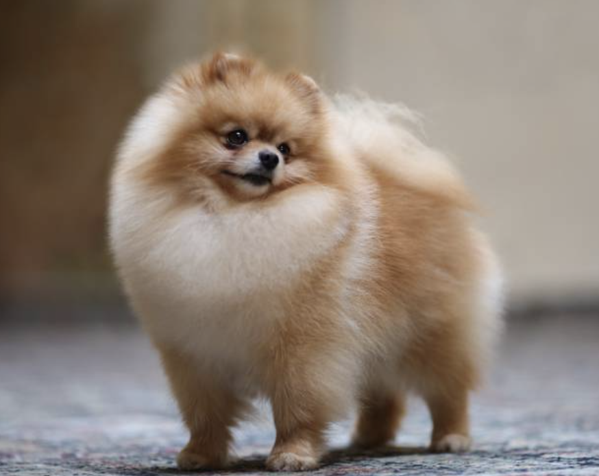 pomeranian boo ücretleri