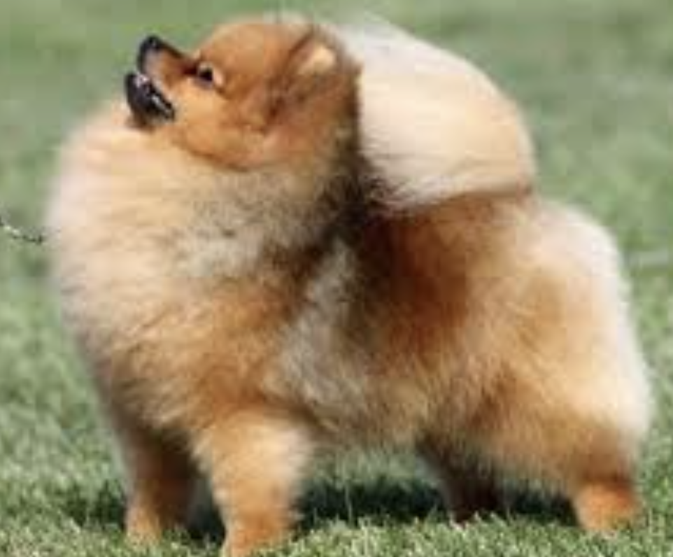 pomeranian boo Fiyatları