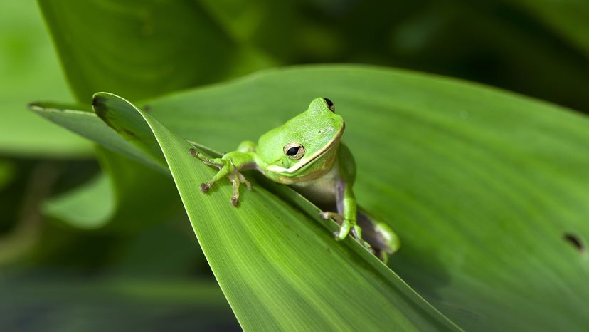 American green tree frog