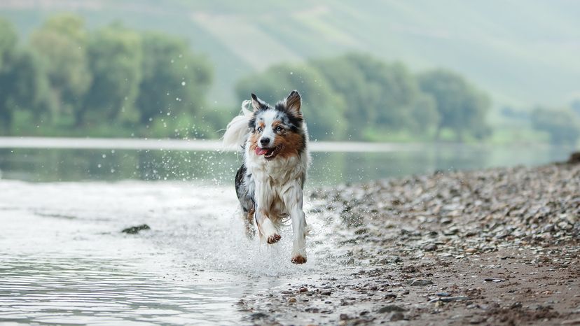 Australian Shepherd
