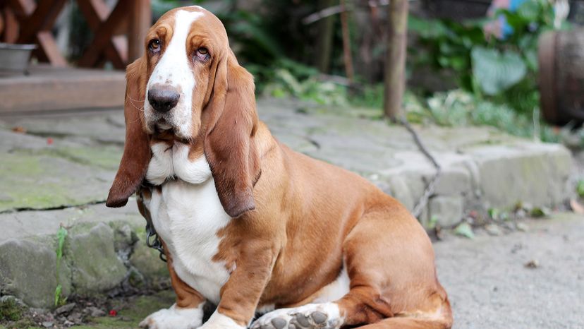 Basset hound