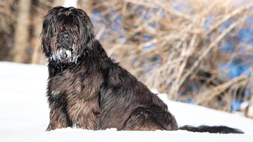 Bergamo sheepdog