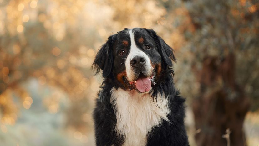 Bernese mountain dog