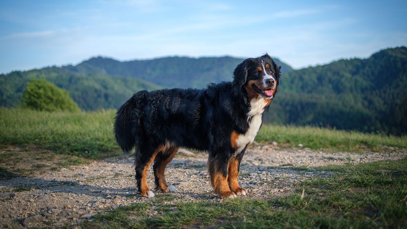 Bernese Mountain Dog