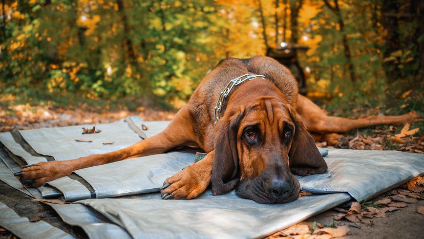 Bloodhound