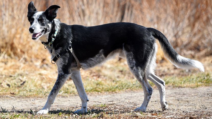 Border Heeler