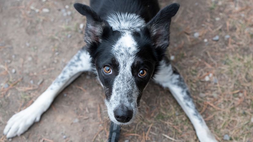 Border Heeler