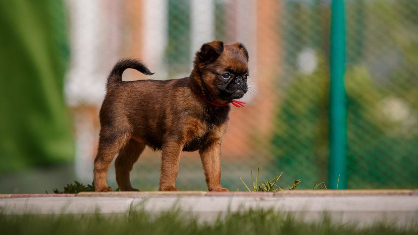 Brussels Griffon