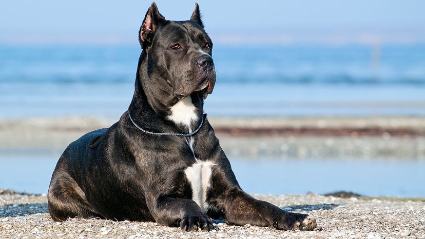 Cane-Corso