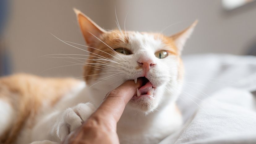 Cat biting its owners finger